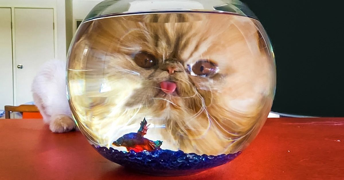 16 photos qui ont fait le buzz grâce à leur perspective