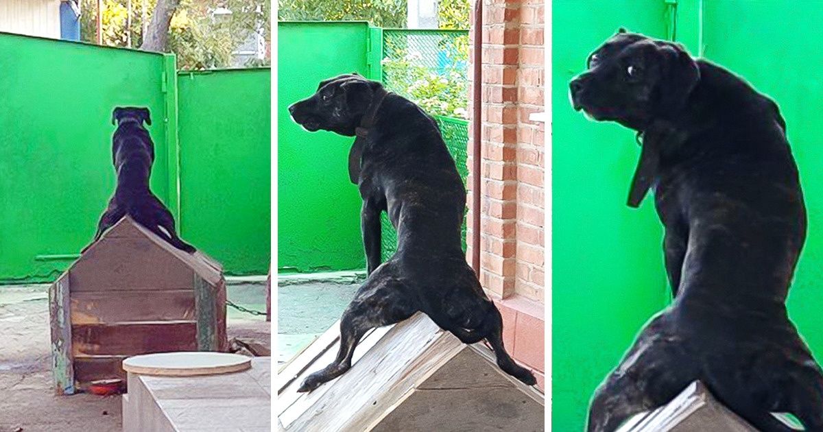 20+ Choses que font nos animaux de compagnie quand on ne les voit pas 20+ Choses que font nos animaux de compagnie quand on ne les voit pas