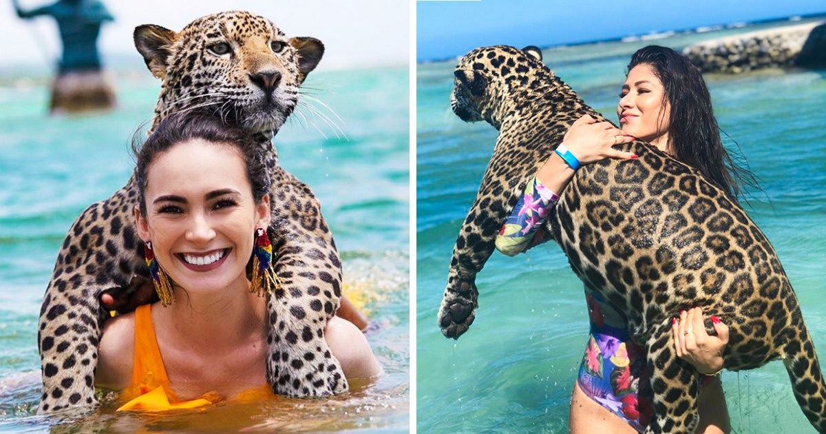 Nous te présentons l’île où tu peux nager avec de vrais (et gentils) jaguars