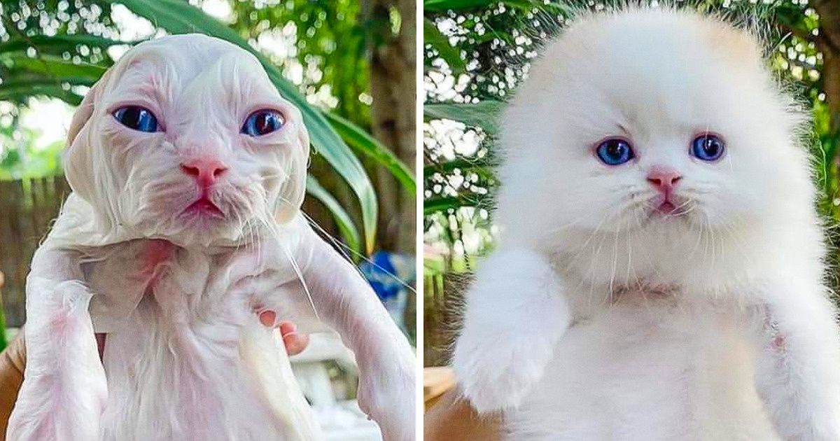 15 Animaux qui ont pris un bain et qui nous ont fait mourir de rire