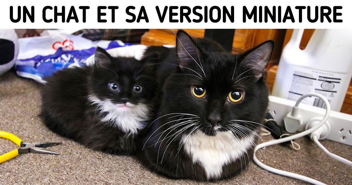 24 Photos de chats en plein repos qui te feront oublier la plus dure des journées