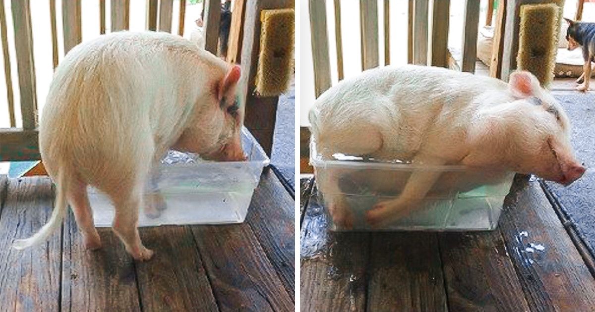 20 Images d’animaux qui ont vraiment lutté contre la chaleur de l’été