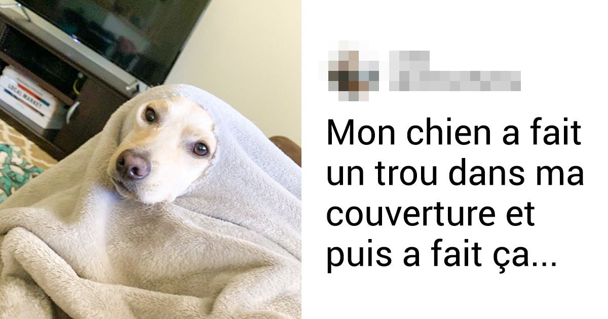 17 Images amusantes montrant les bêtises et la tendresse des animaux de compagnie 17 Images amusantes montrant les bêtises et la tendresse des animaux de compagnie