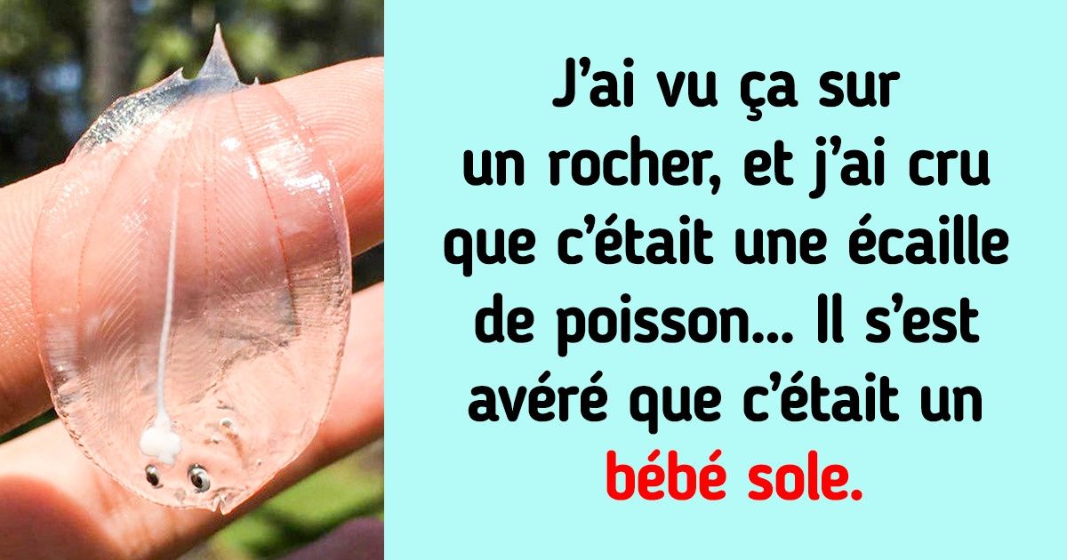 Ces 15 internautes ont eu la chance de rencontrer des animaux marins hors du commun