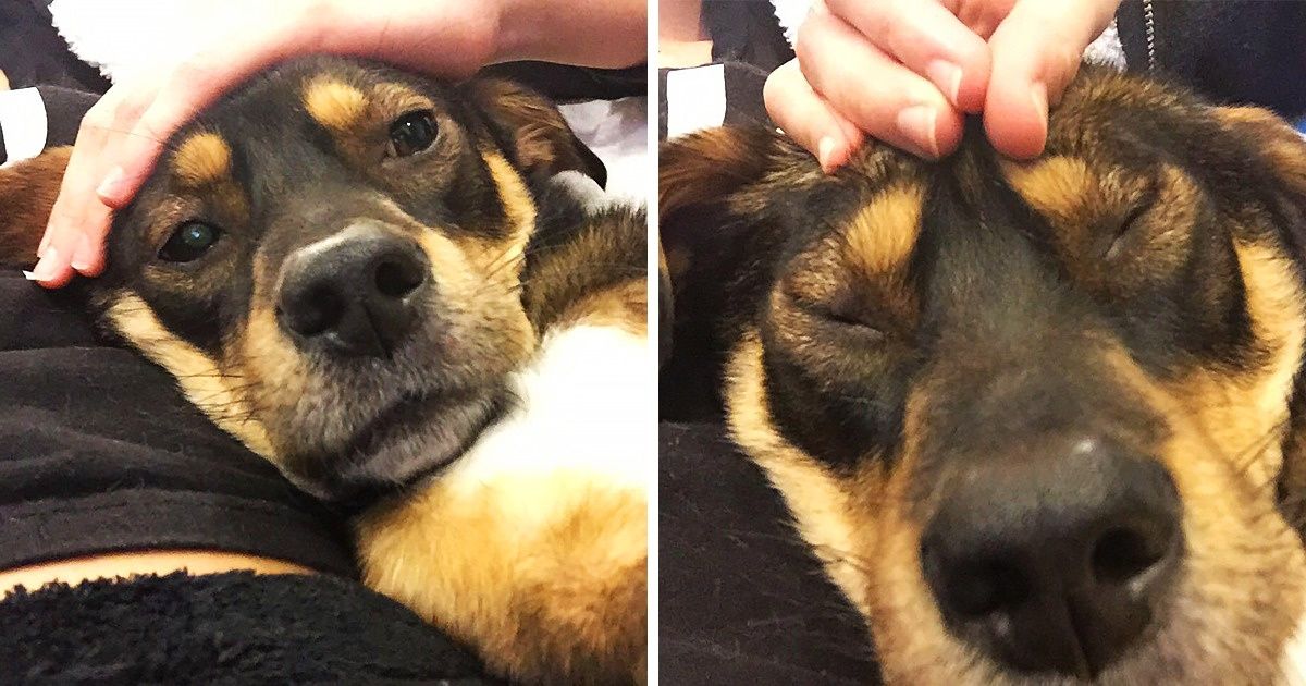8 Zones de massage pour un chien en bonne santé (ta boule de poils te remerciera !)