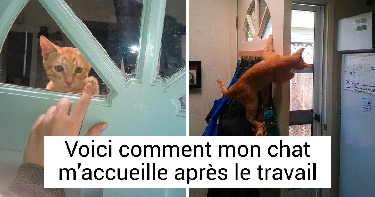 15 Photos qui prouvent que l’amour d’un animal de compagnie vaut tout l’or du monde