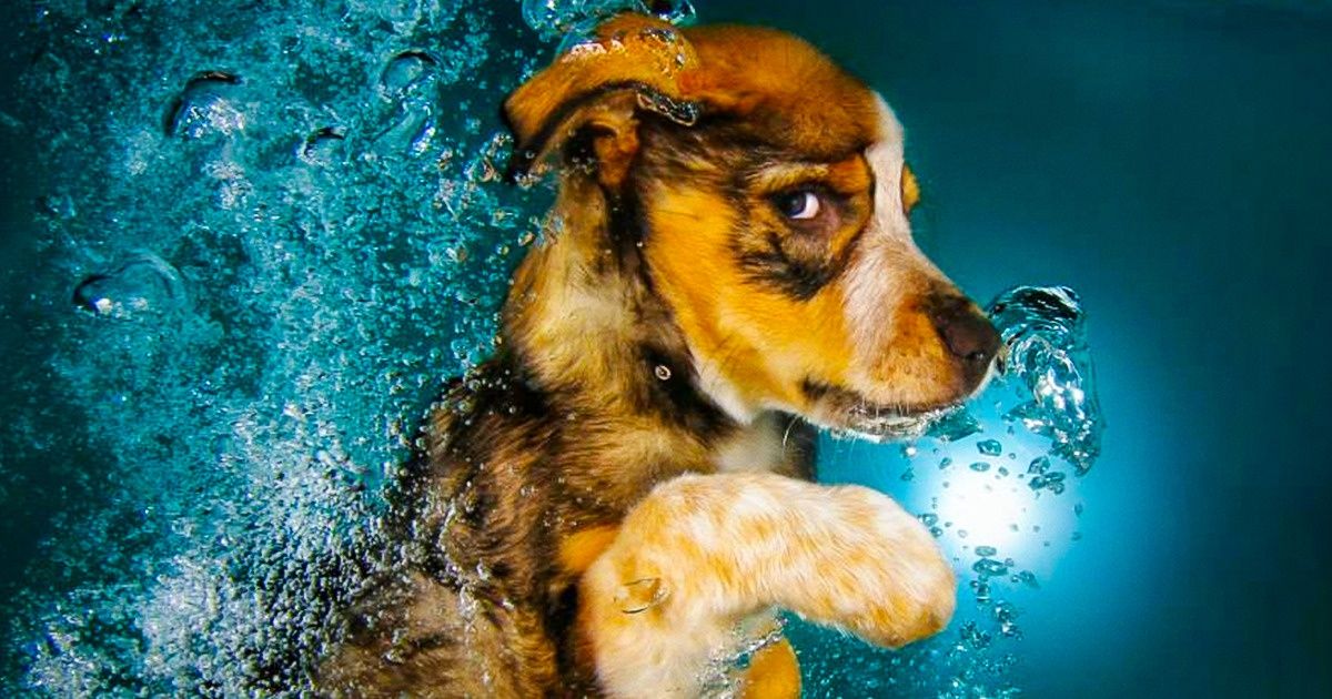 “Chiens subaquatiques”, un projet photographique très original qui montre nos amis poilus sous l’eau “Chiens subaquatiques”, un projet photographique très original qui montre nos amis poilus sous l’eau