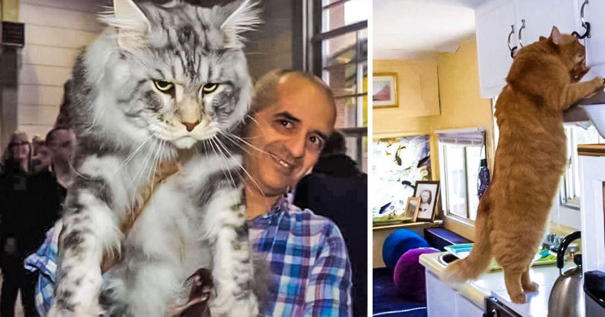 6 Races de chats domestiques énormes qui n’ont rien à envier à leurs semblables sauvages 6 Races de chats domestiques énormes qui n’ont rien à envier à leurs semblables sauvages
