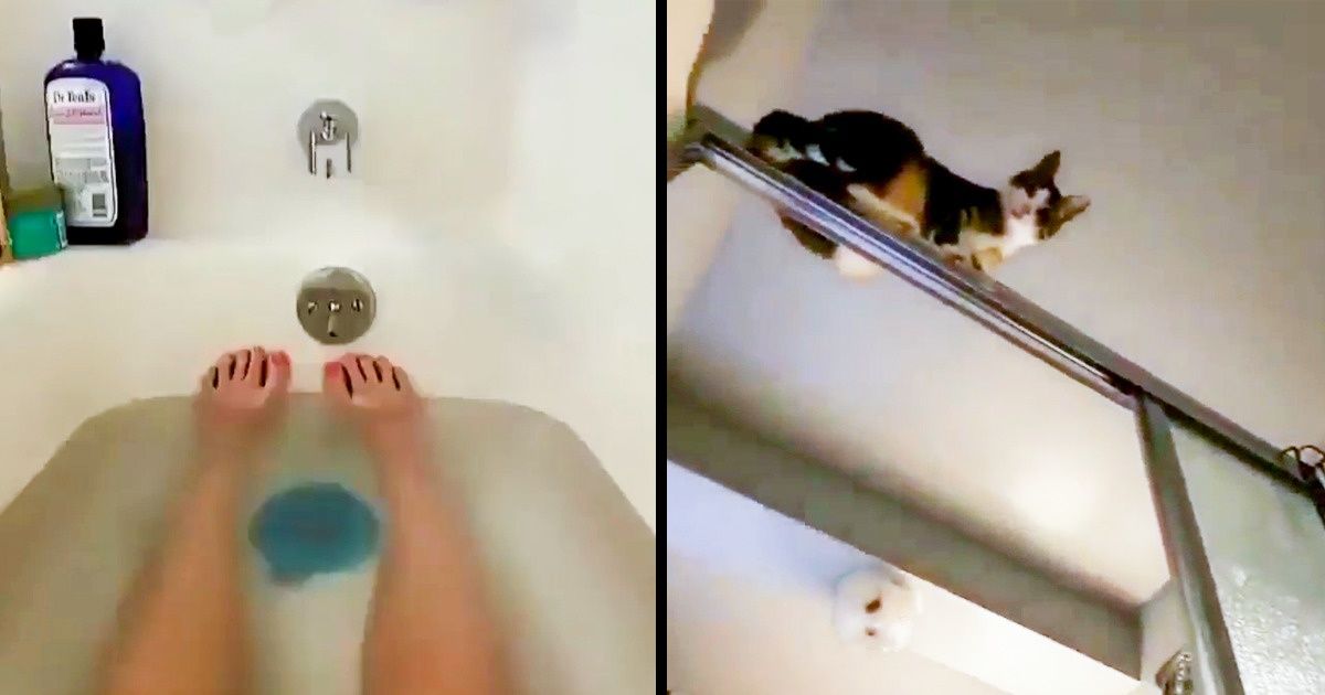 Les animaux font parfois des bêtises hilarantes, et ces 20 exemples le prouvent !