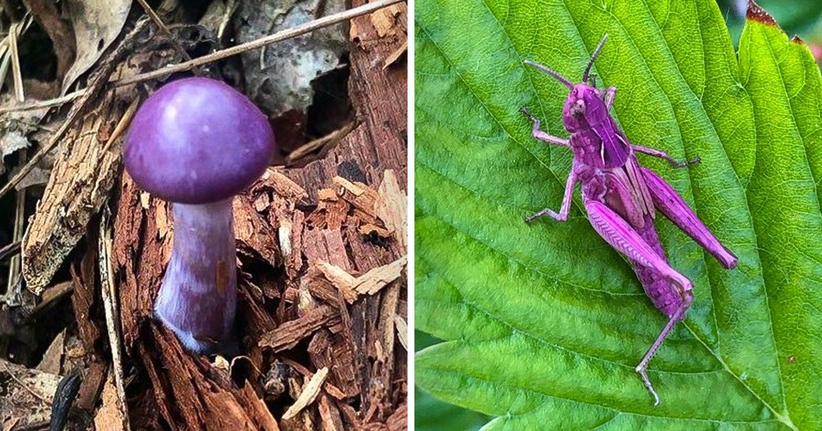 18 Moments où la nature nous a émerveillés avec les couleurs qu’elle a choisies pour ses créations