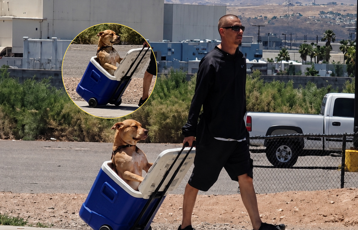 Pour protéger les pattes de son chien, cet homme le promène dans une glacière à roulettes Pour protéger les pattes de son chien, cet homme le promène dans une glacière à roulettes