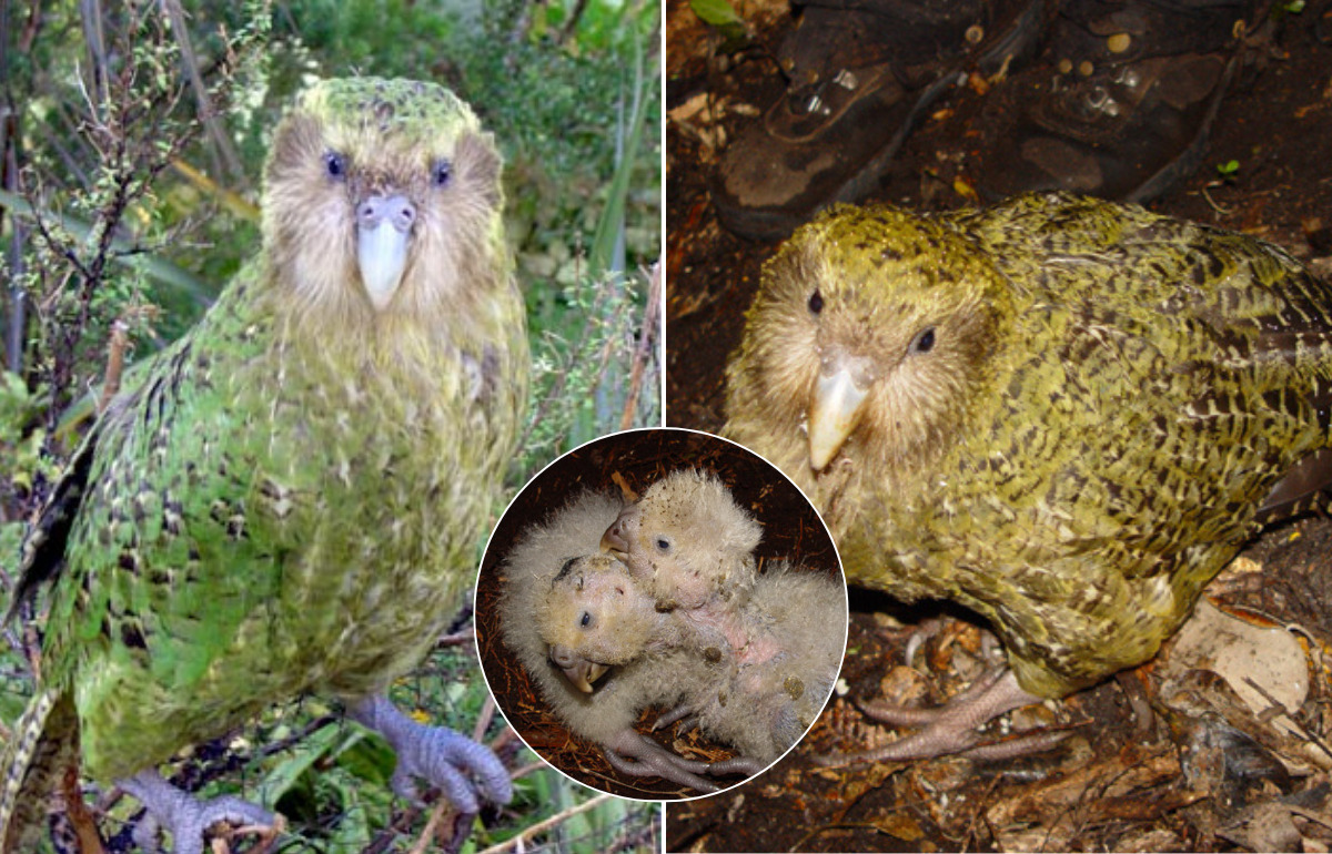 Ce perroquet incapable de voler était au bord de l’extinction : 90 bébés viennent de changer son histoire Ce perroquet incapable de voler était au bord de l’extinction : 90 bébés viennent de changer son histoire