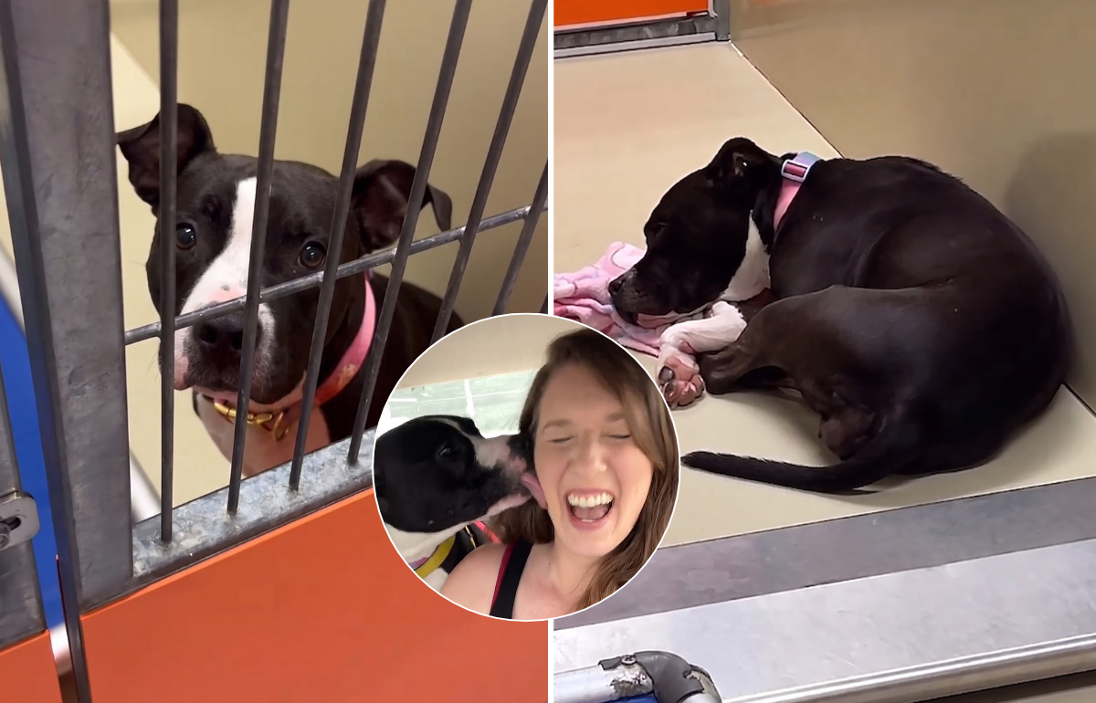 Elle demande au refuge de lui montrer “le chien dont personne ne veut” Elle demande au refuge de lui montrer “le chien dont personne ne veut”