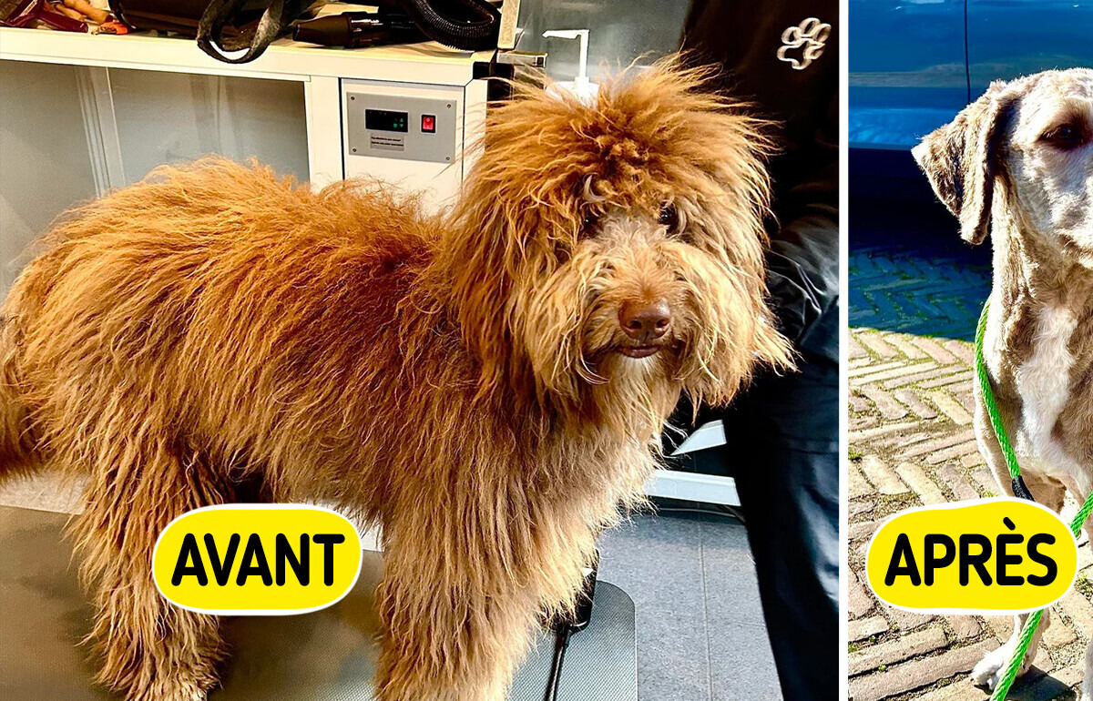 16 Chiens qui ont bénéficié d’un toilettage exceptionnel