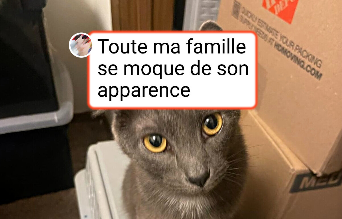 15 Animaux que la nature a récompensés avec une touche d’originalité