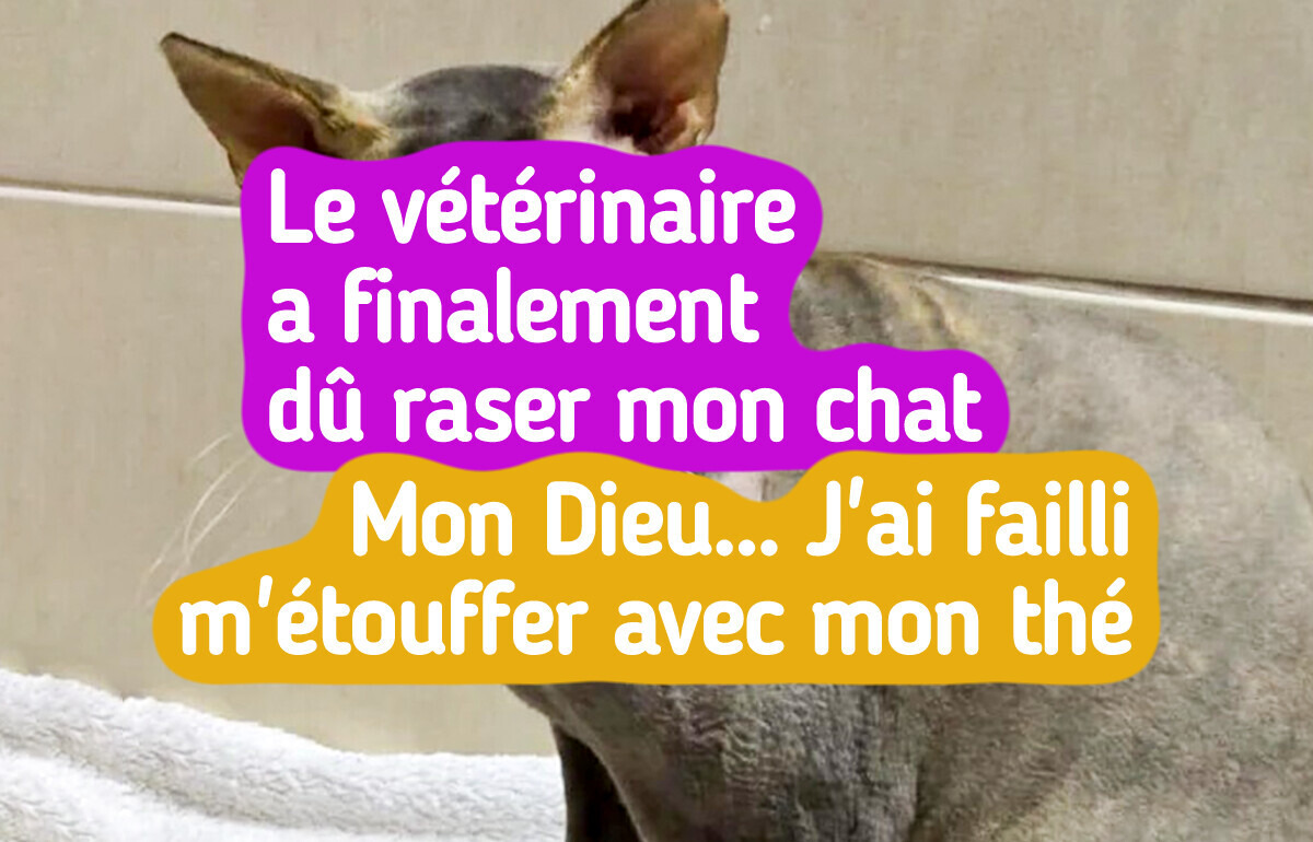 19 Chats qui nous offrent toute une gamme d’émotions au quotidien
