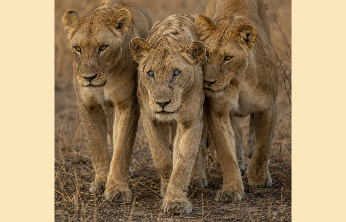 Cette lionne aveugle a pu survivre des années grâce à ses filles, qui ne l’ont jamais laissée seule