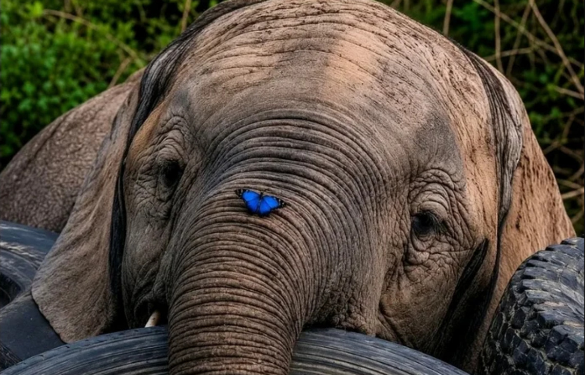 Un papillon s’est posé sur sa trompe, et ce bébé éléphant a eu la réaction la plus adorable