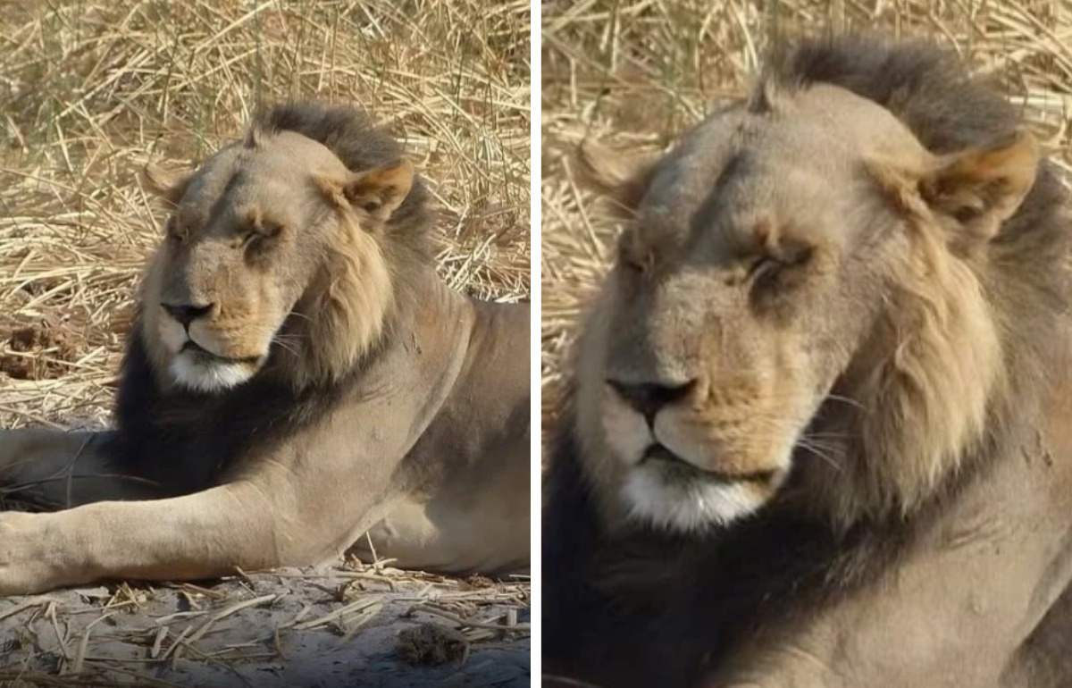 Ce lion au front dégarni est devenu la mascotte de tous les hommes qui perdent leurs cheveux