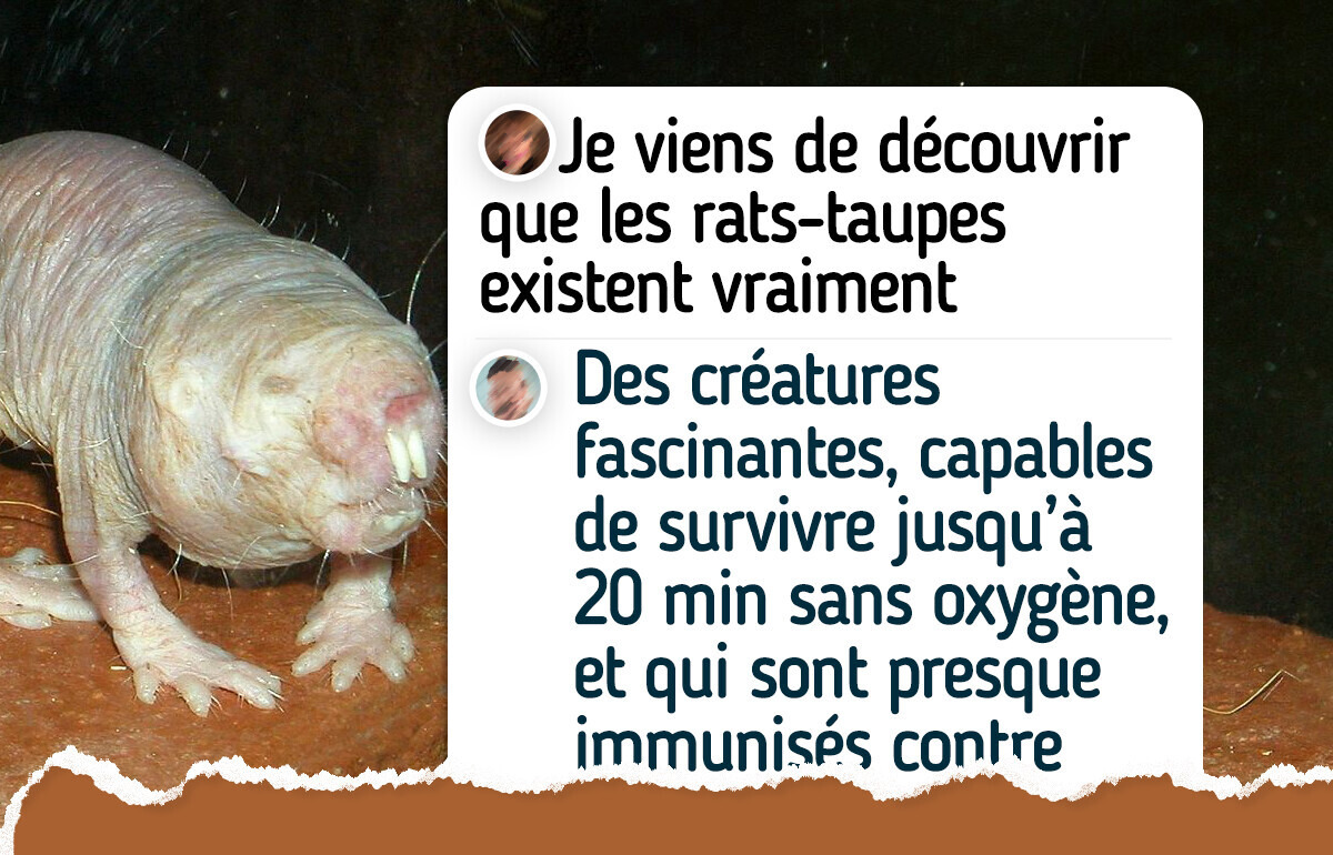 10 Animaux étranges qui paraissent effrayants mais sont totalement inoffensifs