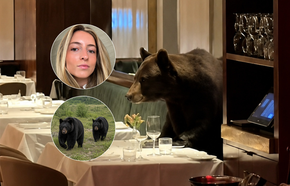 Un ours fait irruption dans un restaurant chic et saute sur les tables : la scène incroyable filmée par les clients Un ours fait irruption dans un restaurant chic et saute sur les tables : la scène incroyable filmée par les clients