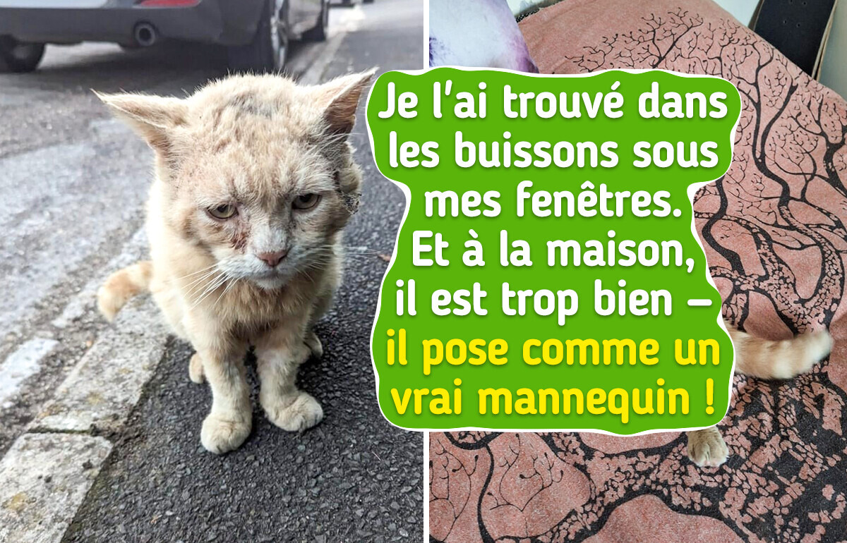 16 Chats si charismatiques qu’ils ont été adoptés sans la moindre hésitation