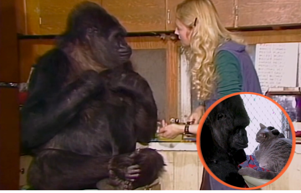 Koko savait communiquer, aimer et pleurer : l’histoire bouleversante de la gorille qui a ému le monde