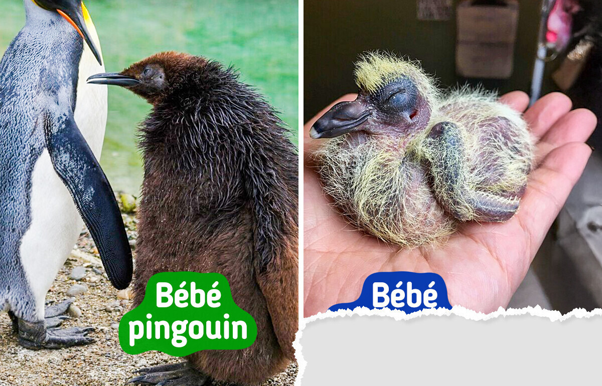 10 Oisillons qui ne ressemblent pas à leurs parents 10 Oisillons qui ne ressemblent pas à leurs parents