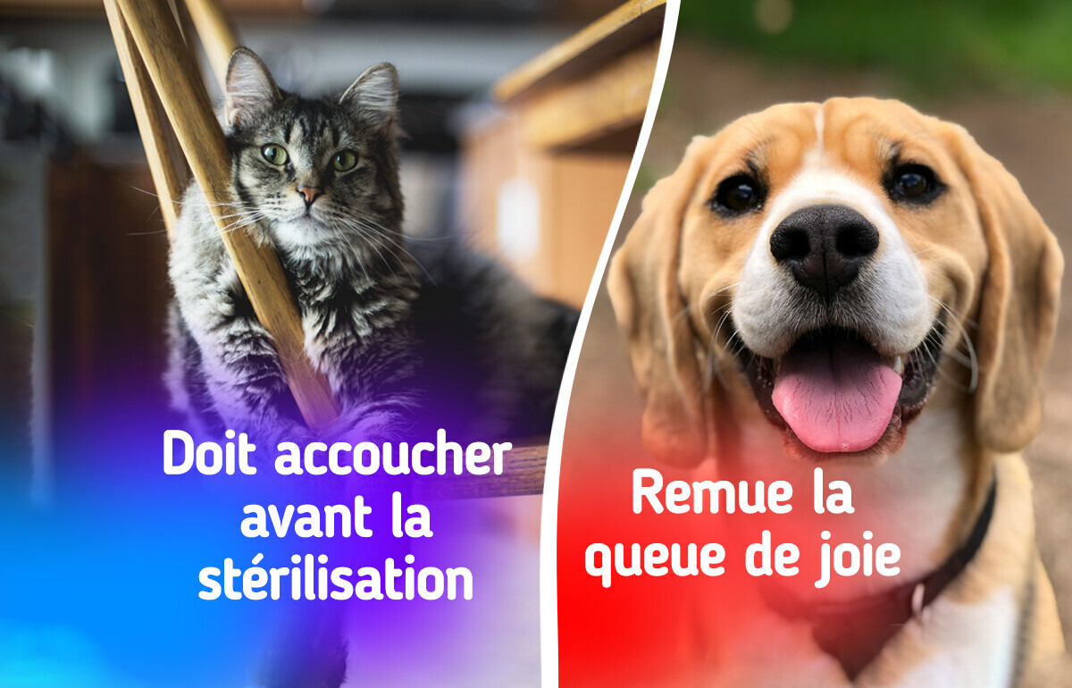 9 Mythes sur les animaux auxquels on croit encore aujourd'hui 9 Mythes sur les animaux auxquels on croit encore aujourd'hui