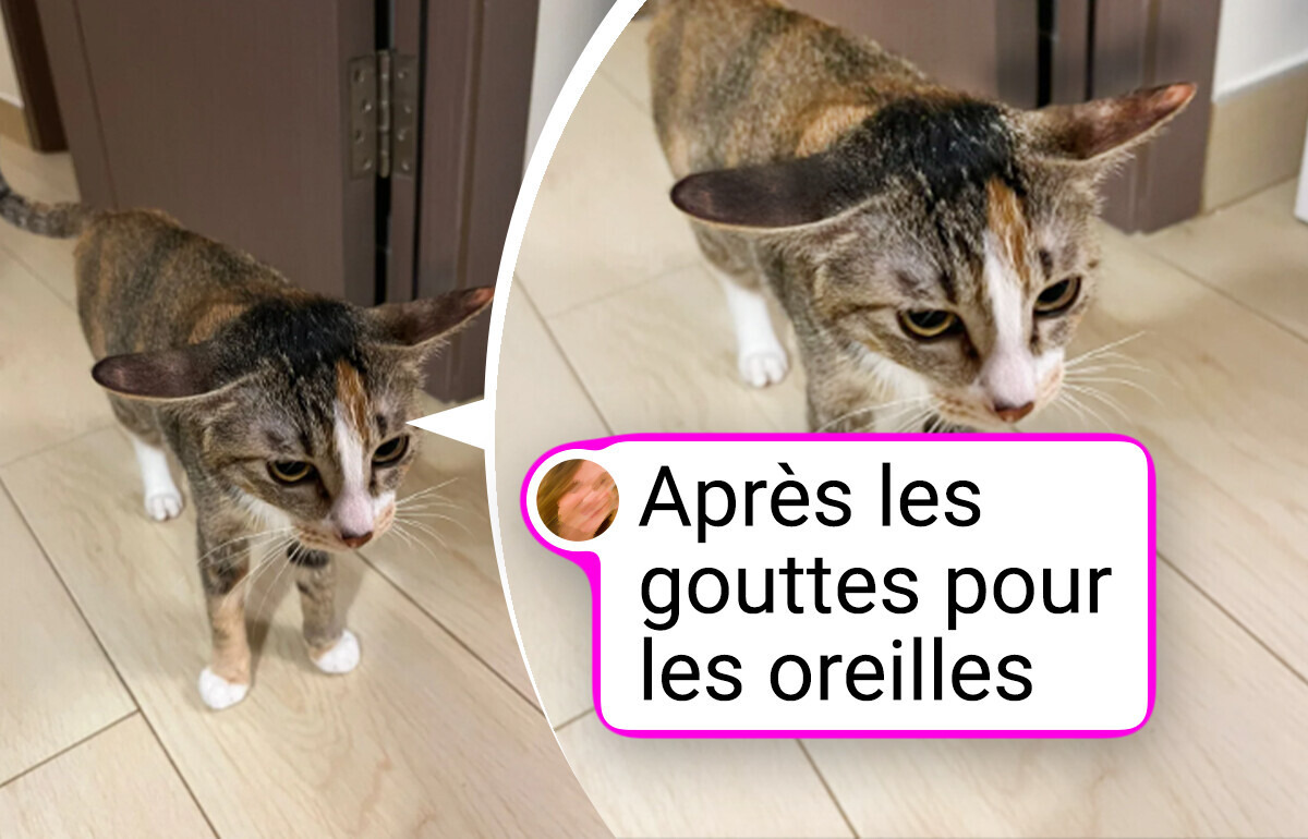 20+ Animaux qui vont illuminer ta journée