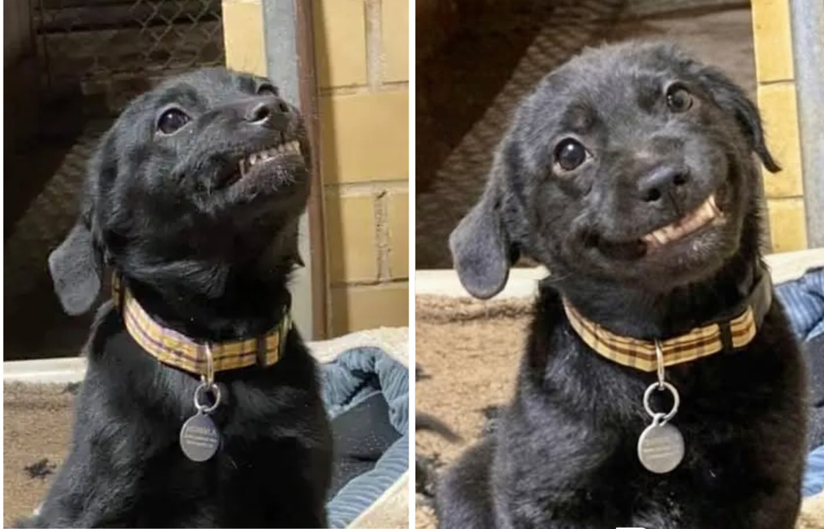 Ce chiot souriait à tous les visiteurs du refuge dans l’espoir que quelqu’un l’adoptera Ce chiot souriait à tous les visiteurs du refuge dans l’espoir que quelqu’un l’adoptera