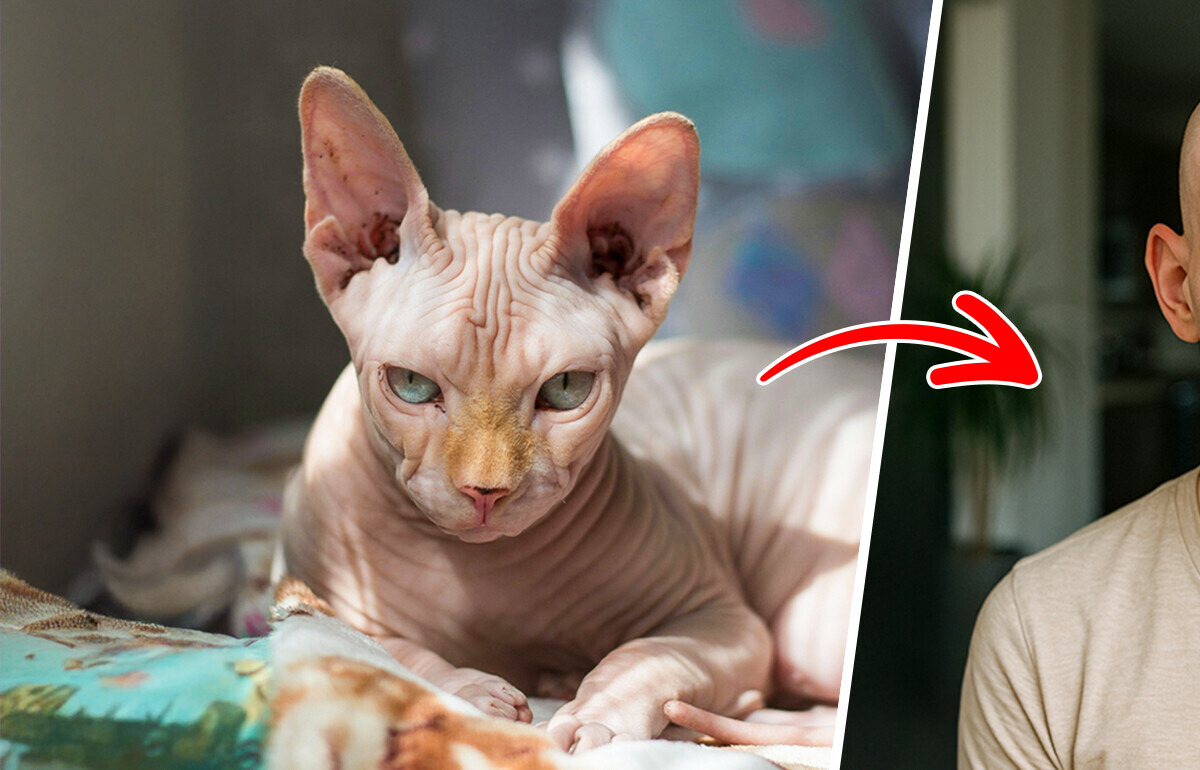 Voici à quoi ressembleraient 10 races de chats s’ils étaient humains Voici à quoi ressembleraient 10 races de chats s’ils étaient humains