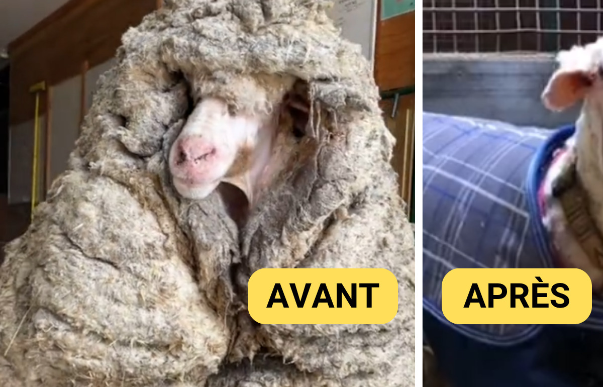 Perdu depuis des années, Baarack le mouton portait 35 kg de laine sur le dos Perdu depuis des années, Baarack le mouton portait 35 kg de laine sur le dos