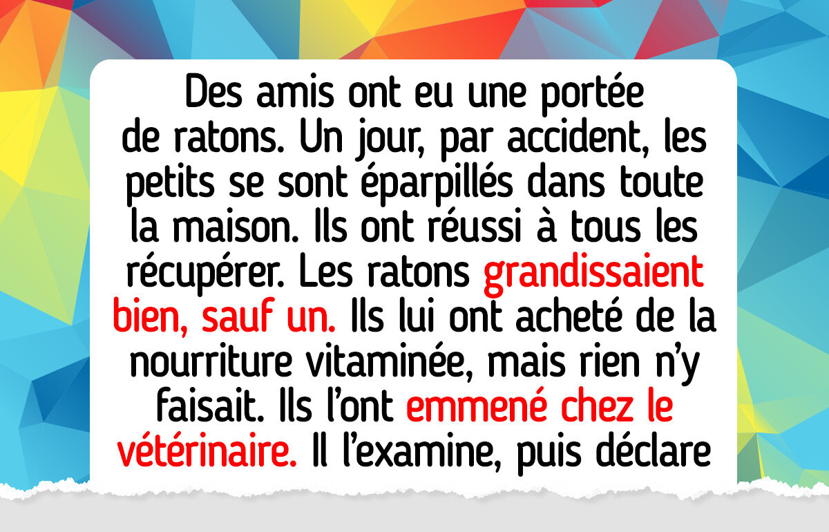 15 Histoires hilarantes que seuls les propriétaires d’animaux comprendront