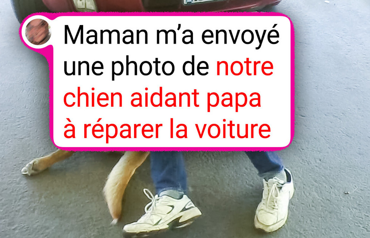 18 Photos qui montrent que les animaux nous comprennent bien plus qu’on ne le pense
