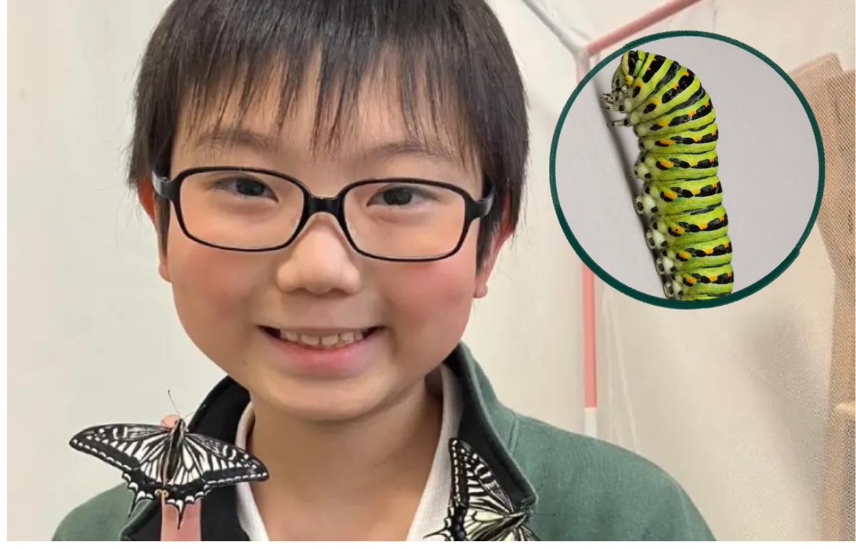 Un élève japonais a découvert que les papillons pourraient garder des souvenirs de leur vie de chenille