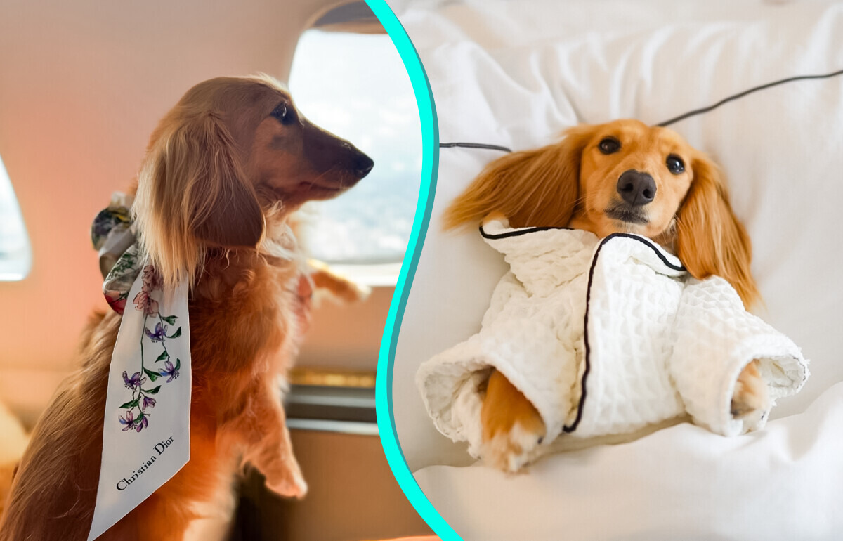 Une femme réserve un billet en première classe pour sa chienne, mais sa réponse aux critiques fait le buzz