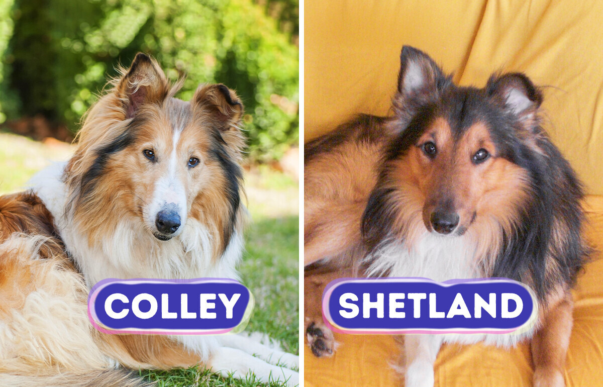 8 Races de chiens si similaires que même les experts s’y trompent