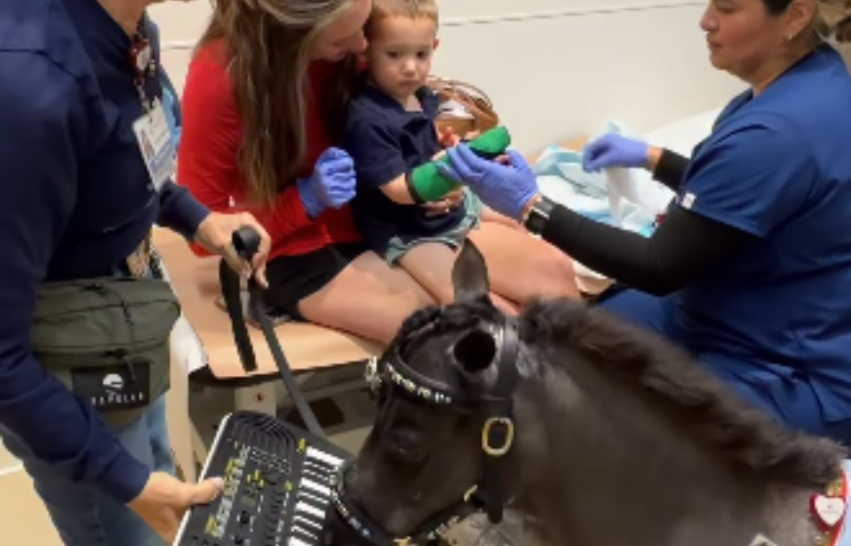 Cette mini-jument joue du clavier pour rassurer les enfants pendant leurs soins médicaux
