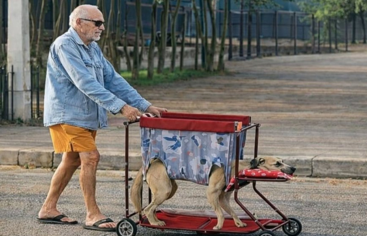 Un homme âgé a fabriqué une poussette pour que son chien paralysé puisse encore profiter de ses promenades