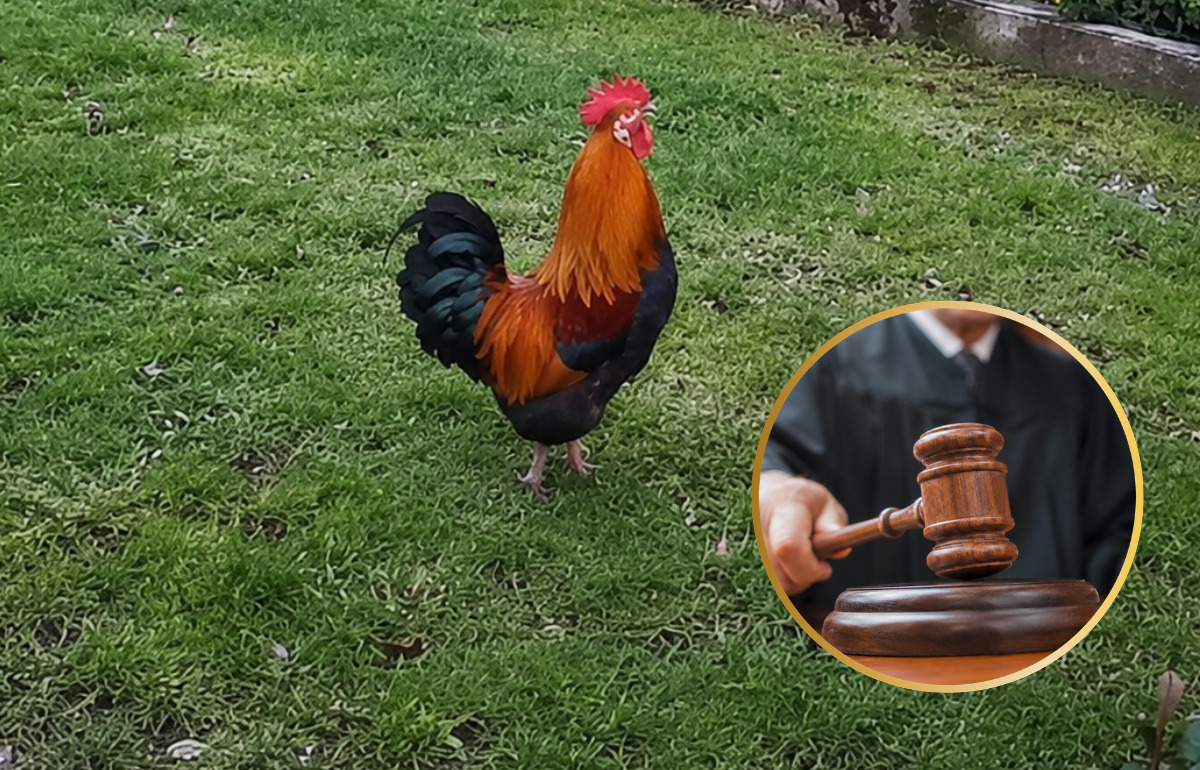 Elle voulait faire taire le coq de ses voisins : sa plainte se retourne contre elle Elle voulait faire taire le coq de ses voisins : sa plainte se retourne contre elle