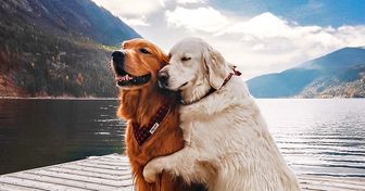 30 Photos de Watson et Kiko, deux chiens qui poussent l’amitié et la tendresse à un autre niveau