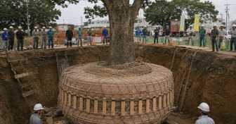 Le Japon choisit de déplacer les arbres plutôt que de les abattre pour construire des routes