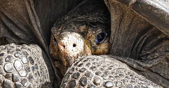 Une tortue géante que l’on croyait éteinte depuis un siècle a été découverte lors d’une expédition aux îles Galápagos