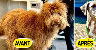 16 Chiens qui ont bénéficié d’un toilettage exceptionnel
