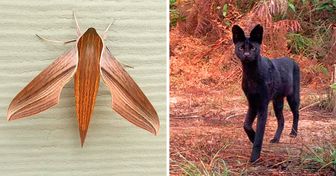 25 photos qui prouvent que la nature ne cessera jamais de nous surprendre