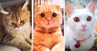 24 Chats tellement beaux qu’ils peuvent faire fondre le cœur le plus froid
