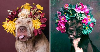 Une photographe new-yorkaise capture avec son objectif des pitbulls avec des couronnes de fleurs pour sauver la vie de ces “dangereux” chiens
