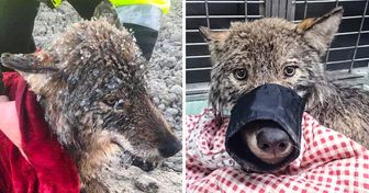 Des travailleurs ont sauvé la vie à un “gros chien”, et en le sortant de l’eau glacée, ils ont en fait découvert que c’était un loup