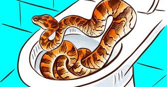 Les serpents peuvent-ils vraiment remonter les canalisations des toilettes ?